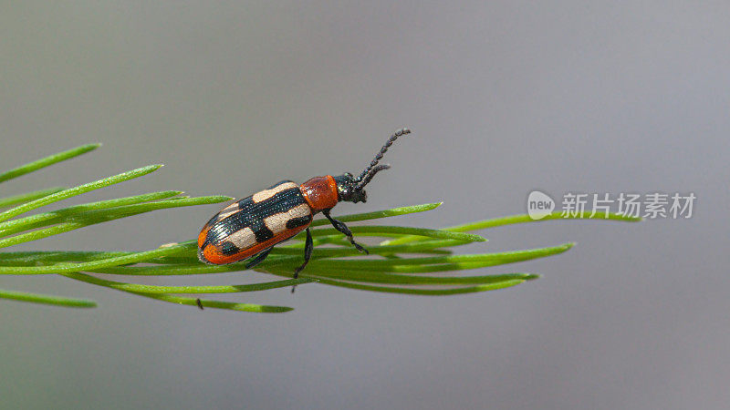 芦笋甲虫，(Crioceris asparagi)，芦笋的Criocera。